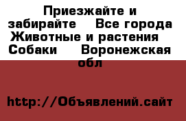 Приезжайте и забирайте. - Все города Животные и растения » Собаки   . Воронежская обл.